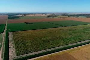 Ensayo comparativo de rendimiento de soja en el site experimental de Córdoba.