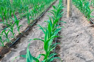 Cultivo de trigo de contraestación creciendo con riego por goteo en invernadero