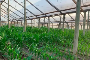 Servicio de winter nursery de maiz en site experimental de Corrientes