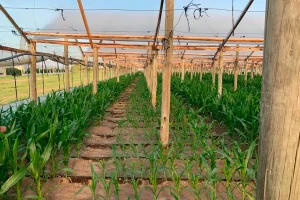 Estrategia de siembra tardía o fraccionada de maíz (delay breeding o split breeding) en invernadero.