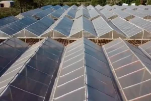 Techo del invernadero de Corrientes cubierto con material translúcido.