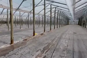 Suelo del invernadero de Corrientes cubierto con plástico para el proceso de solarización