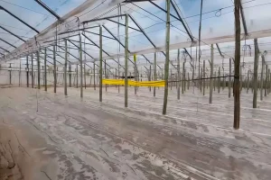 Invernadero de Corrientes acondicionado con mangueras de riego en el suelo, cubierto con plástico, para la solarización del suelo