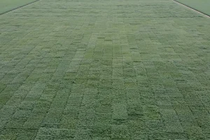 Ensayo comparativo de rendimiento en microparcelas de soja en el site experimental de Córdoba.