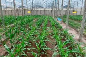 Invernadero en Corrientes acondicionado con trampas cromáticas azules y amarillas para el manejo integral de plagas en el cultivo de maíz.