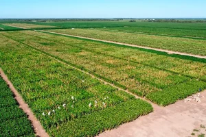 Servicio de nursery de máiz en el site experimental de Córdoba