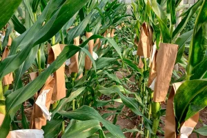 Espigas femeninas de maíz cubiertas con bolsa de papel tras proceso de cruzamiento dirigido con polinización manual