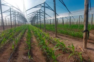 Winter nursery de maíz en el invernadero de Corrientes de Aranda Seed Growers.