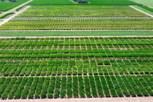 Ensayo comparativo de rendimiento en el site experimental de Córdoba de Aranda Seed Growers.