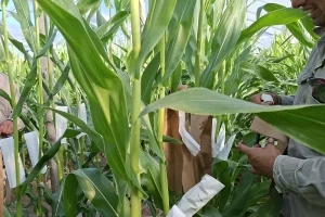 Proceso de polinización manual de maíz en el invernadero de Corrientes de Aranda Seed Growers
