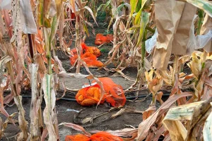 Cosecha manual de maíz en el invernadero de Corrientes de Aranda Seed Growers